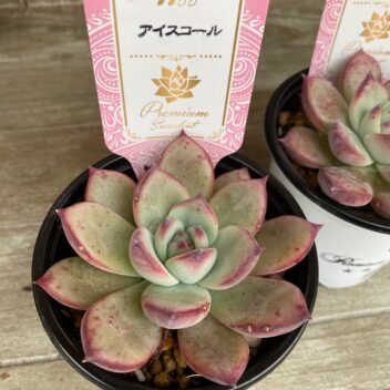 エケベリア　アイスコール