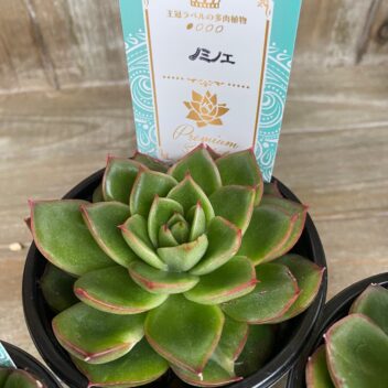 エケベリア　ノエル