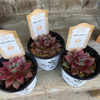 エケベリア　ルビークローン