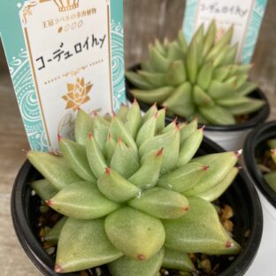 エケベリア　コーディロイhy