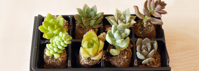 オーナーおすすめ多肉植物 特集