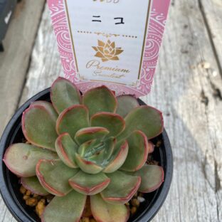 エケベリア　ニコ