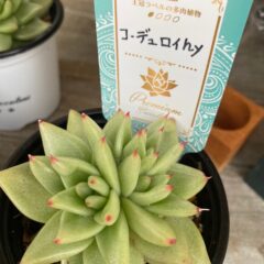 ホームページを公開しました。