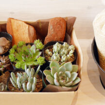 初心者向け！多肉植物の簡単育て方基本ガイド