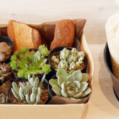 初心者向け！多肉植物の簡単育て方基本ガイド