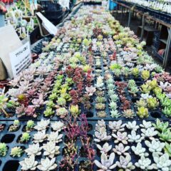 多肉植物が美しい季節とは？育て方と楽しみ方