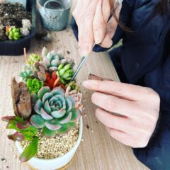 多肉植物の世界：育てる楽しさと魅力