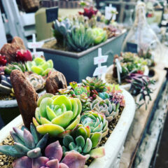 多肉植物を使ったオシャレでスタイリッシュな楽しみ方