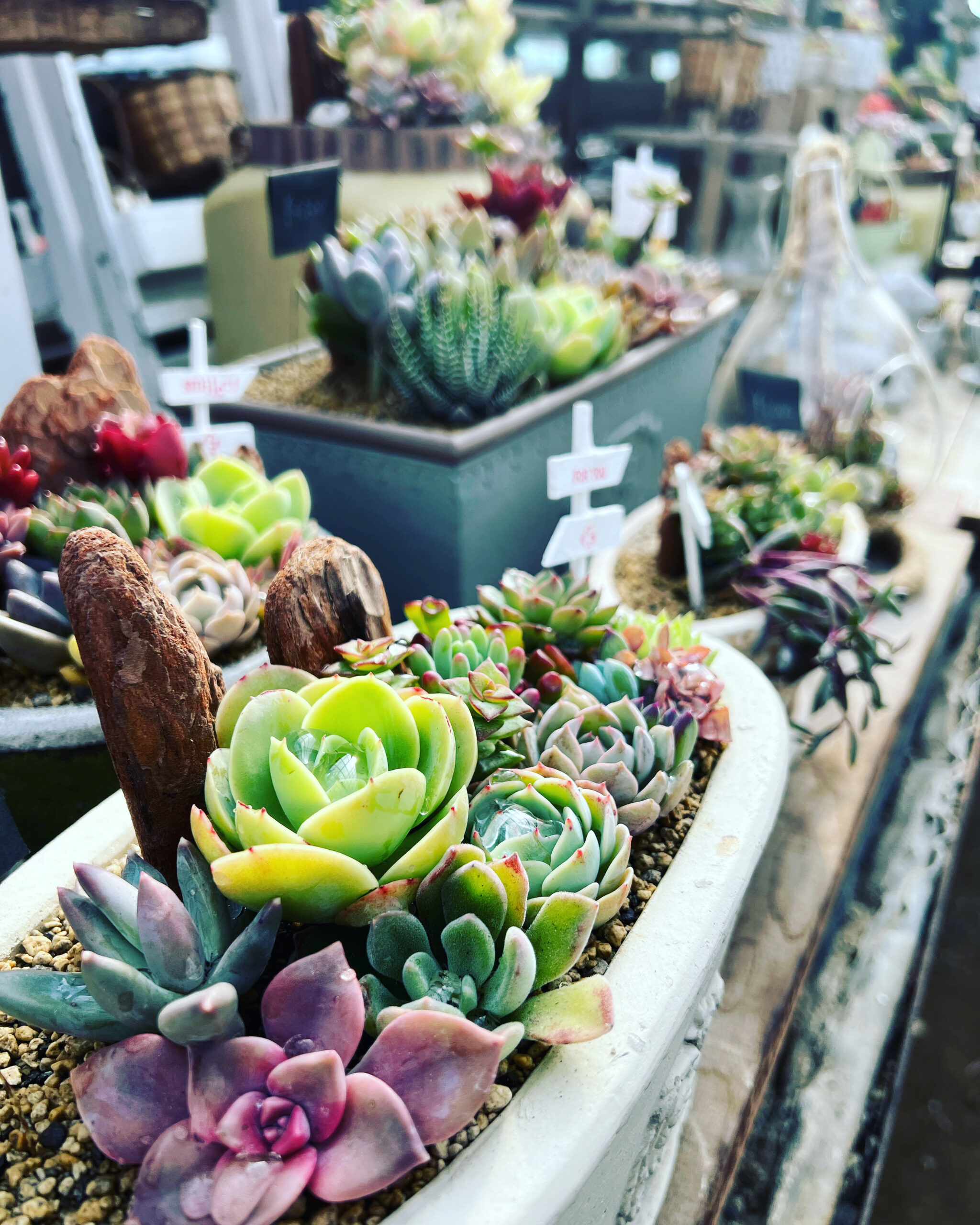 多肉植物を使ったオシャレでスタイリッシュな楽しみ方 | Saiki Engei