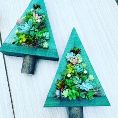 凍結した多肉植物の症状と回復法