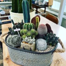 多肉植物寄せ植えの魅力とおすすめ商品