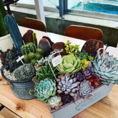 人気急上昇！多肉植物の楽しみ方と育成法