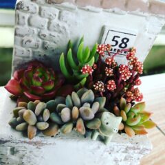 部屋の環境を整えて植物育成を楽しむ方法