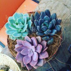 多肉植物を秋に育てるコツと注意点