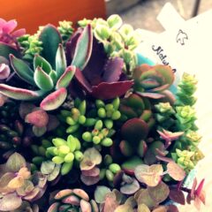 多肉植物が夏にやられた！復活法を徹底解説