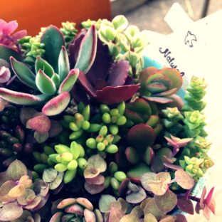 多肉植物が夏にやられた！復活法を徹底解説