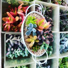 多肉植物の寄せ植えアイデア