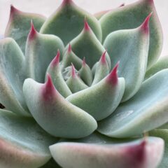 おしゃれな多肉植物！おすすめ5選紹介