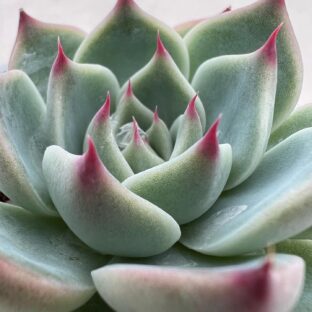 おしゃれな多肉植物！おすすめ5選紹介